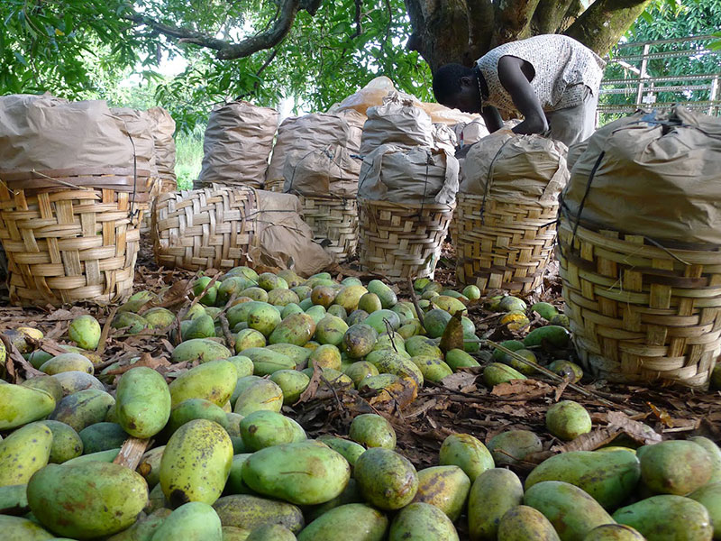 Mangoernte Kamerun. Bildquellen © El Puente 2013.
