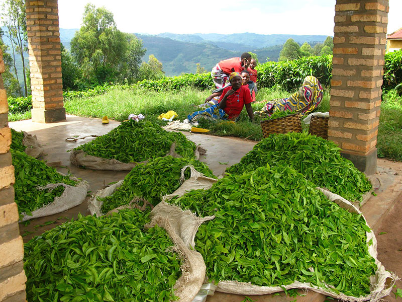 Teepflückerinnen im Kamerun. Bildquelle © El Puente.