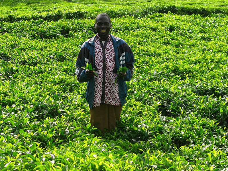 Teegarten im Kamerun. Bildquelle © El Puente.