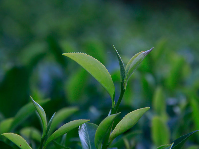 Teepflanzen. Bildquelle © El Puente.