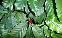 Schreibtischbild Kaffeepflanze
