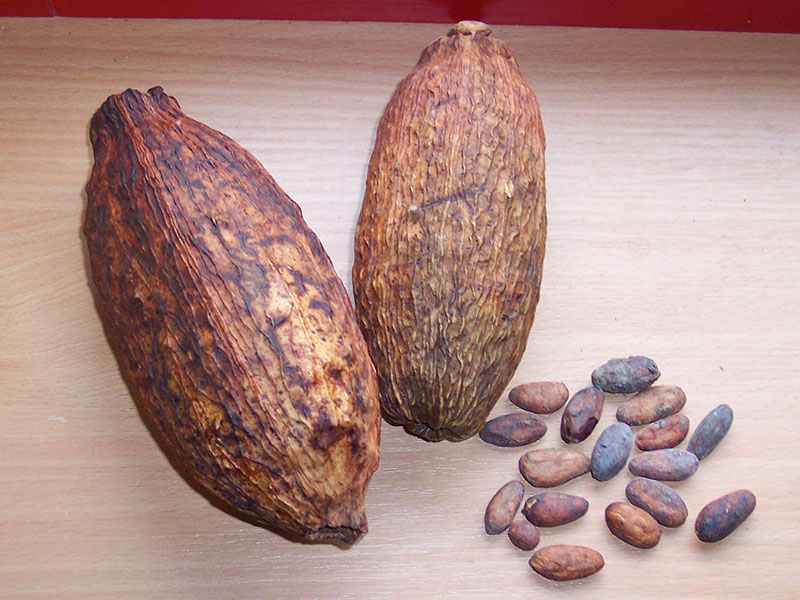 Getrocknete Kakaofrüchte und Kakaobohnen.