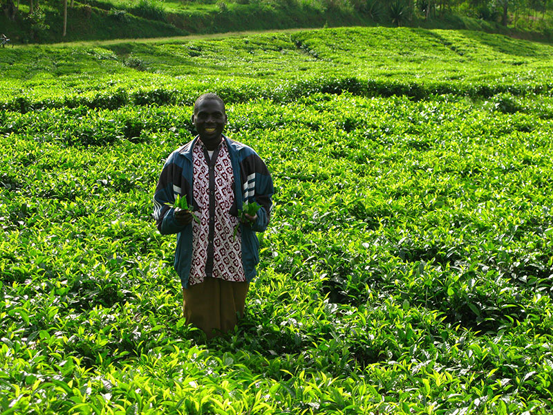Teeplantage Kamerun © El Puente 2013.