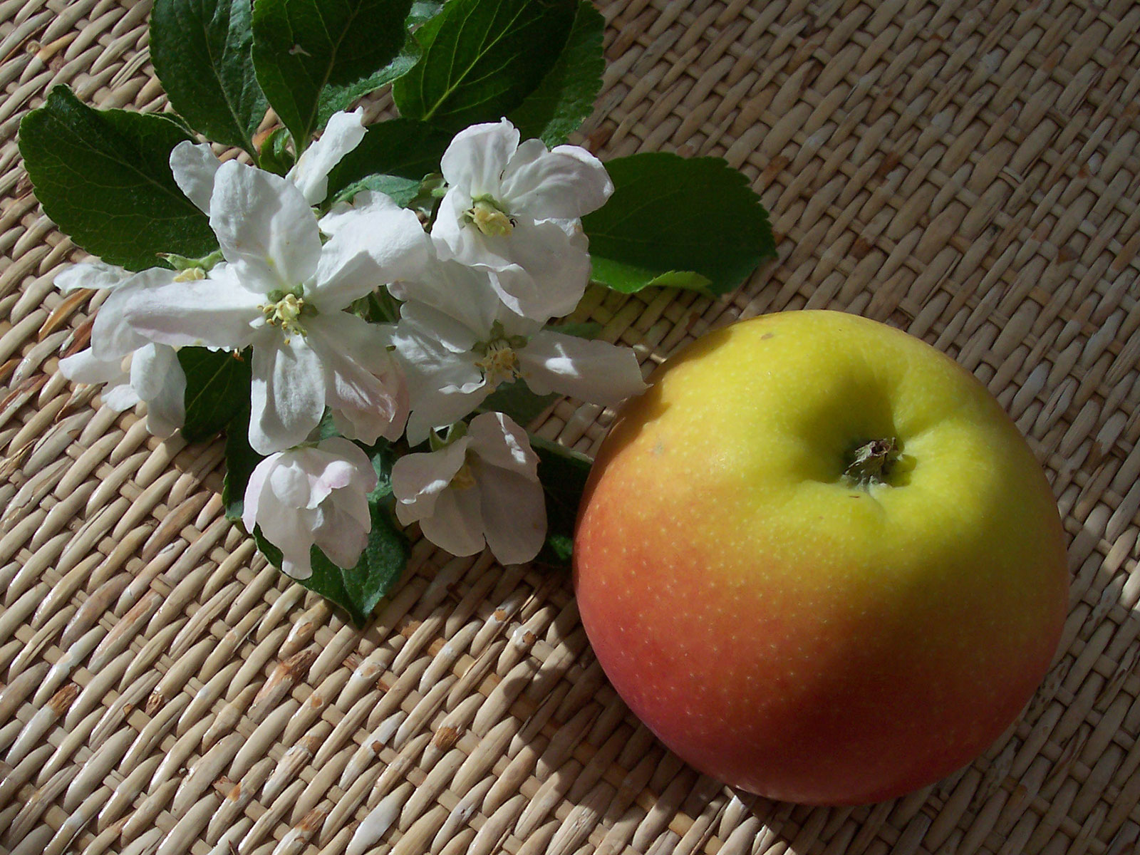 Faire Früchtchen 25