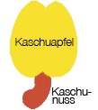 Kaschuapfel mit Kaschenuss