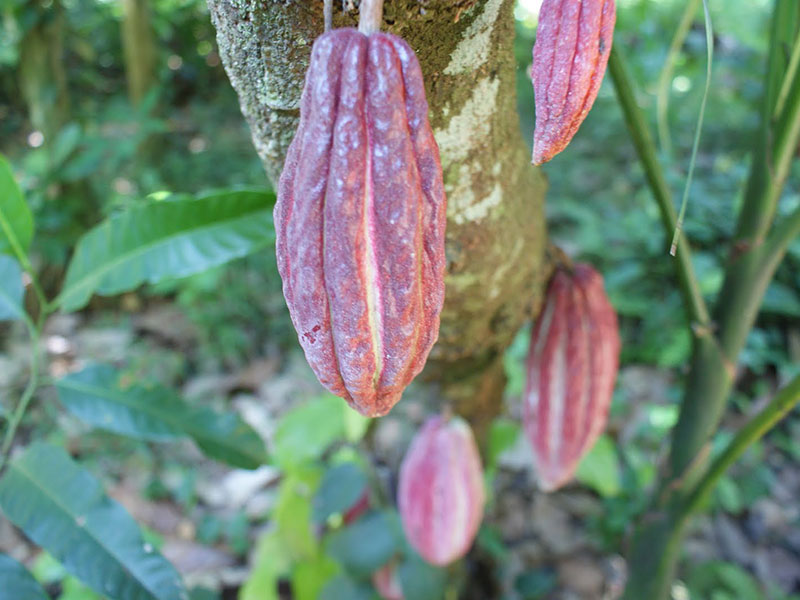 Kakaofrüchte am Baum. © El puente 2013.