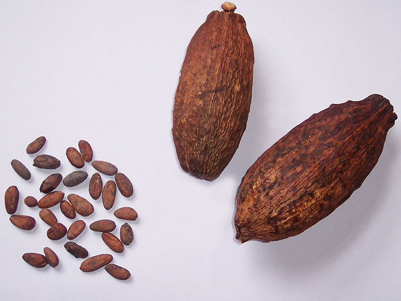 Getrocknete Kakaofrüchte und -samen.