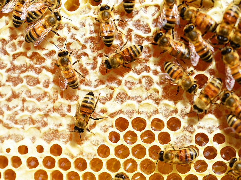 Honigbienen auf der Wabe.