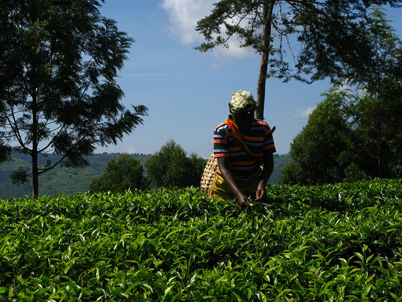 Teepflückerin im Kamerun. Bildquelle © El Puente.