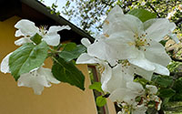 Schreibtischbild Apfelbl&uuml;ten