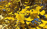 Schreibtischbild Ginkgo im Herbst
