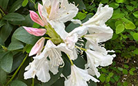 Schreibtischbild Rhododendron neben unserem Laden