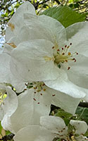 iPad-Bild Apfelbl&uuml;ten