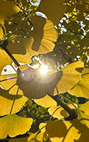 iPad-Bild Rotes Ginkgo