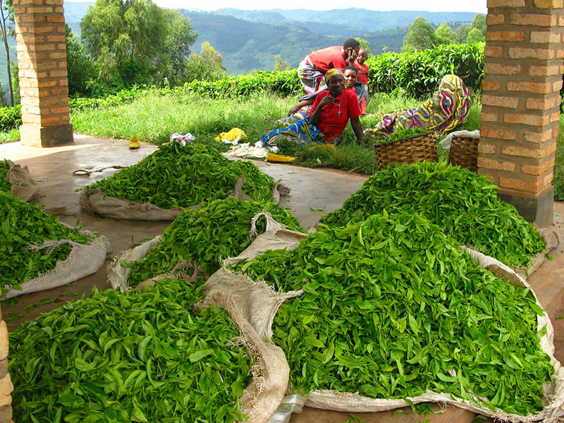 Teepflückerinnen in Kamerun. © El Puente.