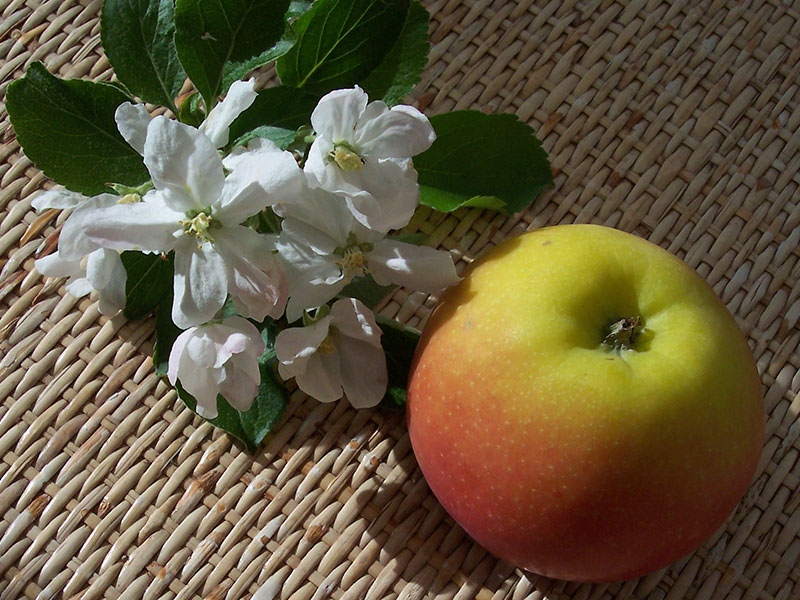 Regionales Obst und Gemüse.