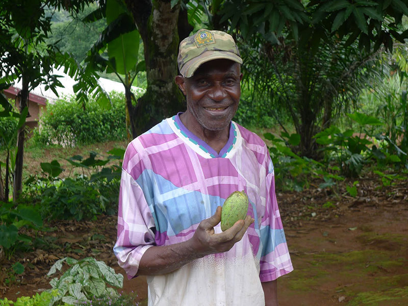 Fair gehandelte Früchte aus Kamerun © El Puente 2013.